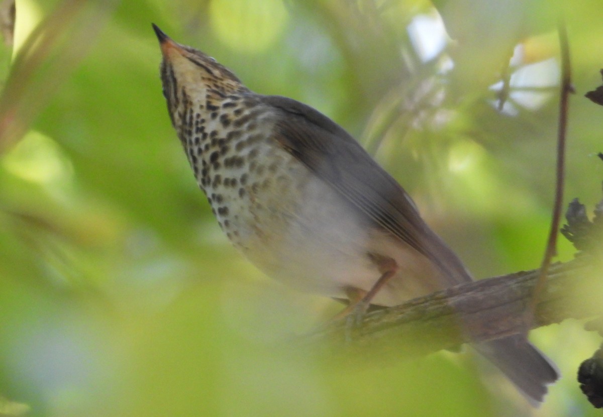 Swainson's Thrush - ML643033930