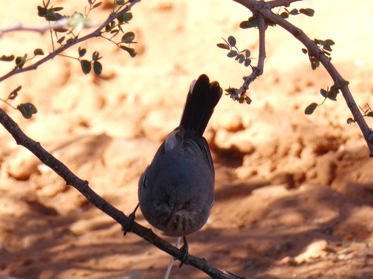 Chestnut-vented Warbler - ML643033932