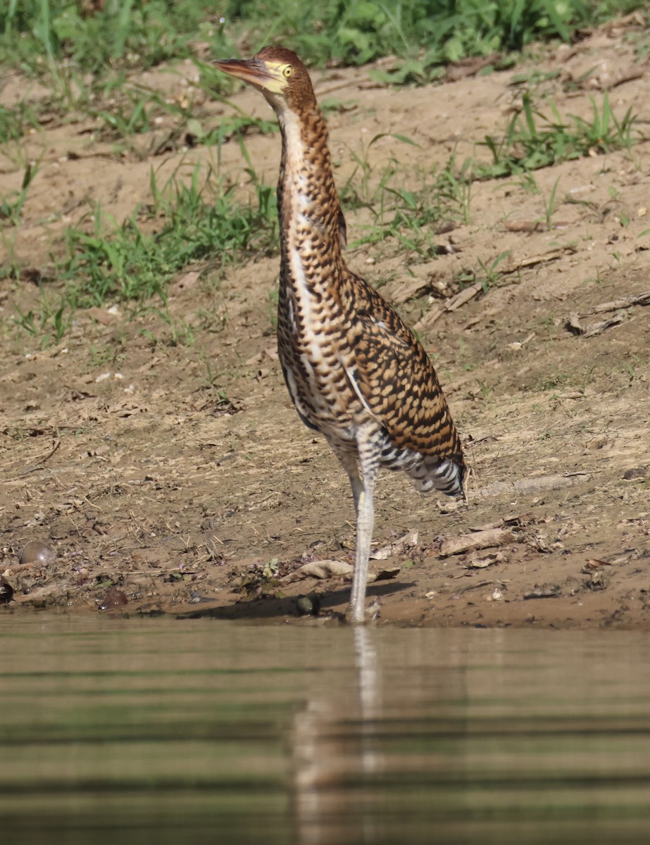 jabirustork - ML643033962