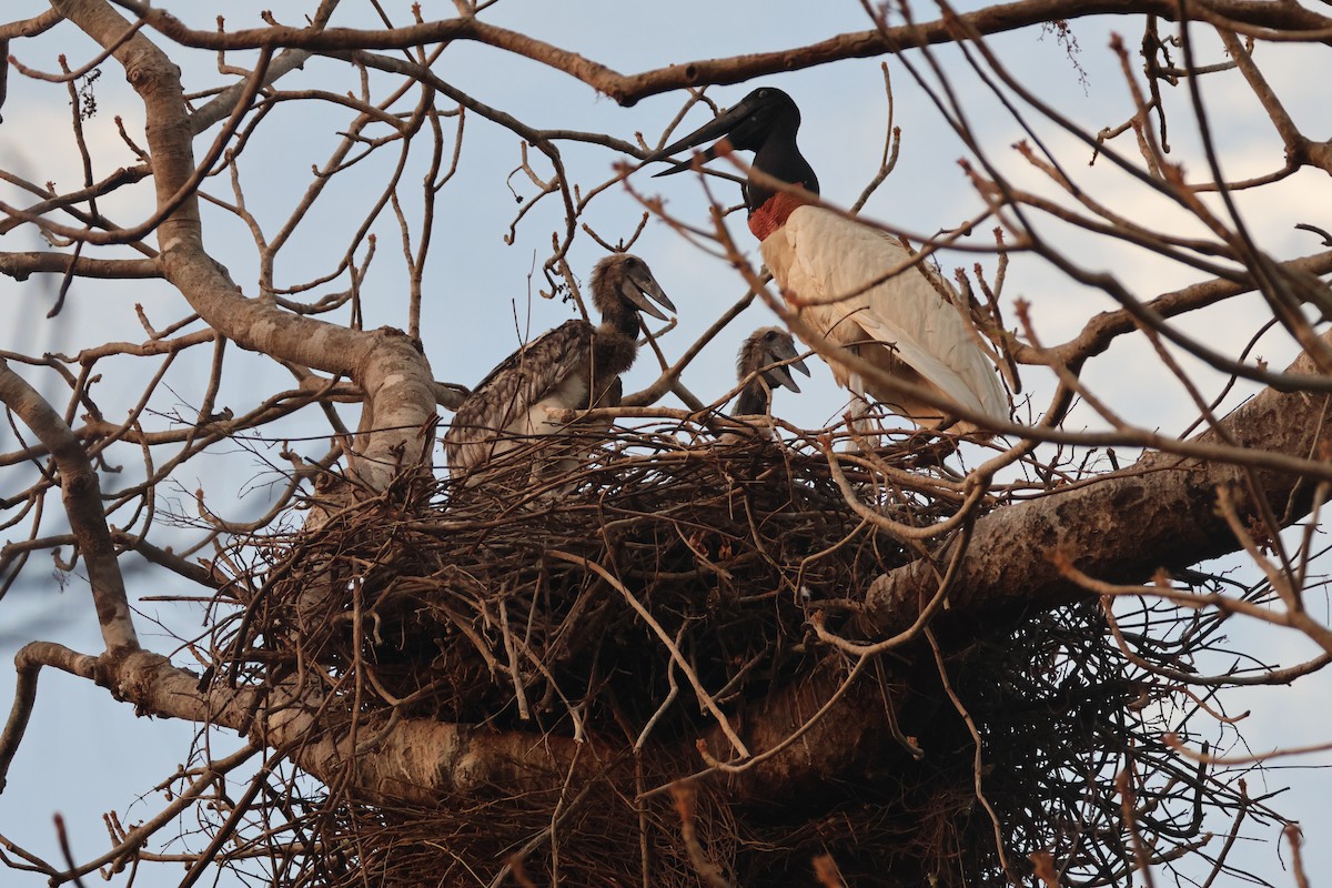 jabirustork - ML643033963