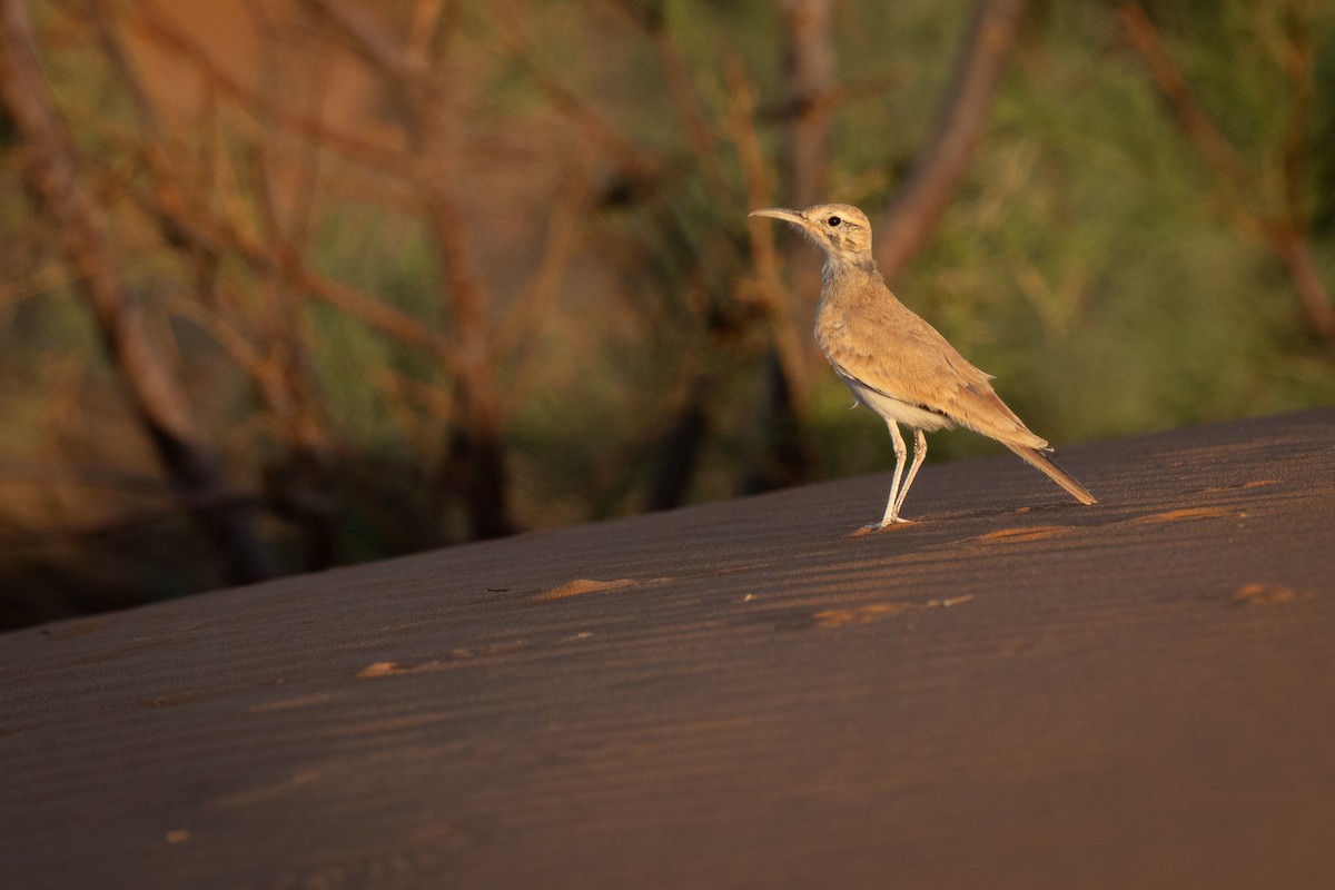 Greater Hoopoe-Lark - ML643033980