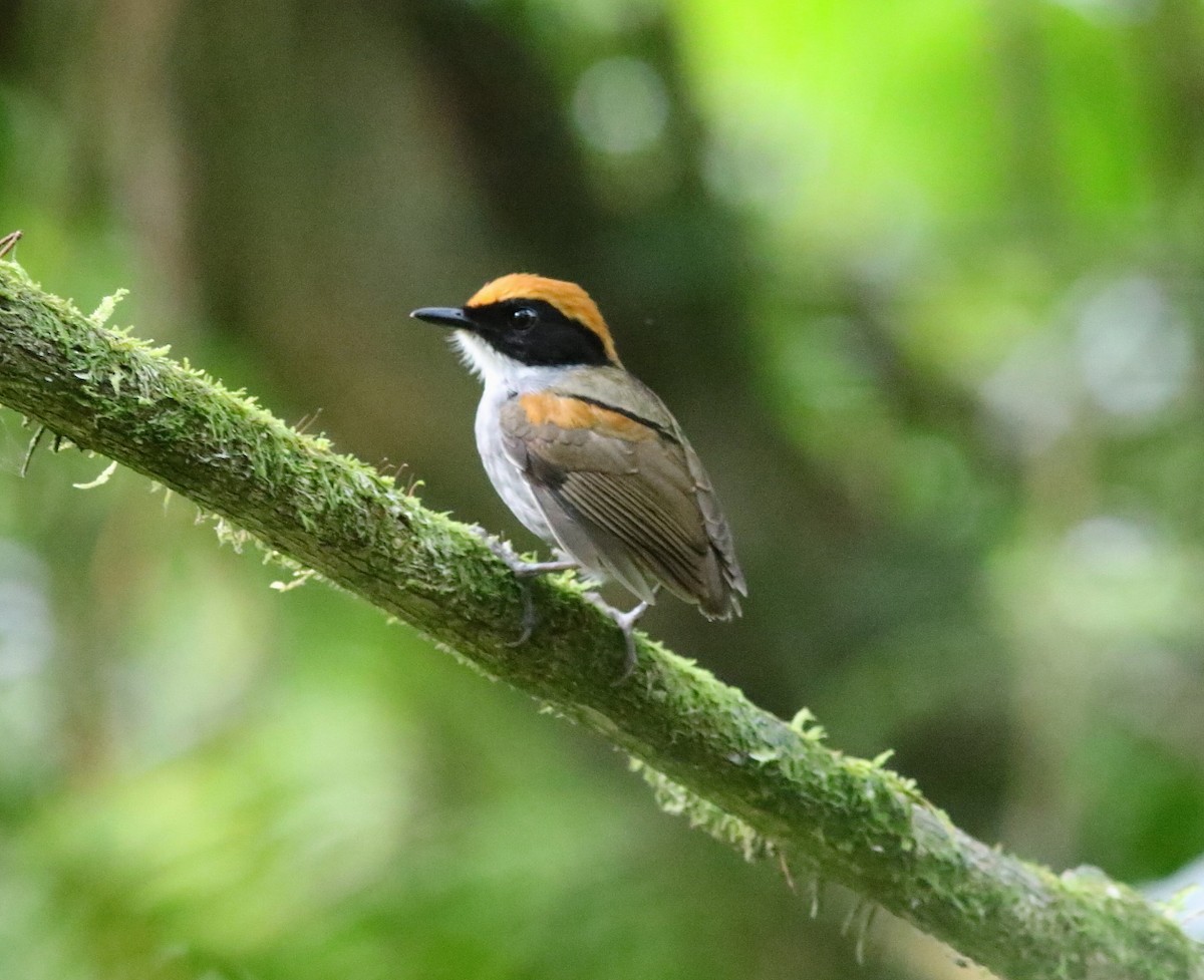 Black-cheeked Gnateater - ML643033984