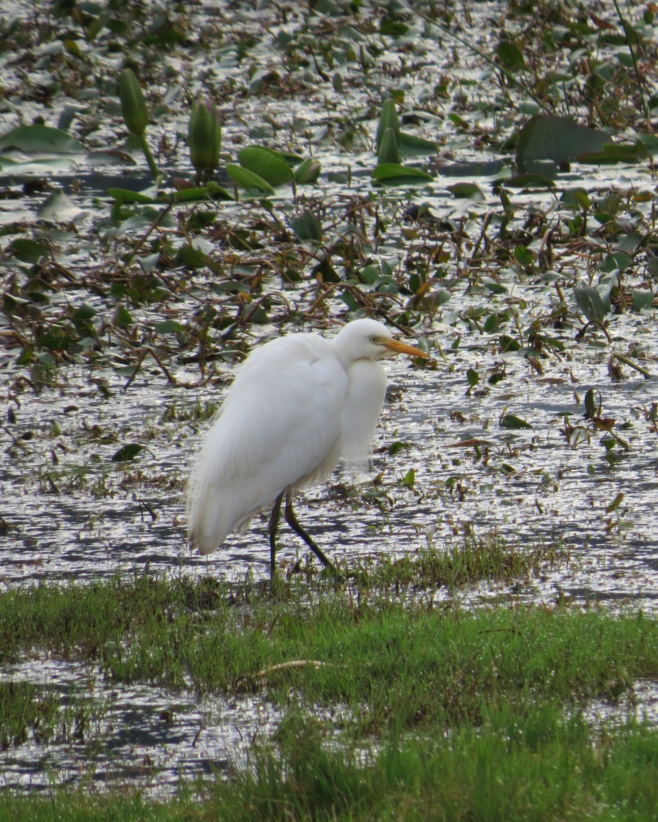 Yellow-billed Egret - ML643033990