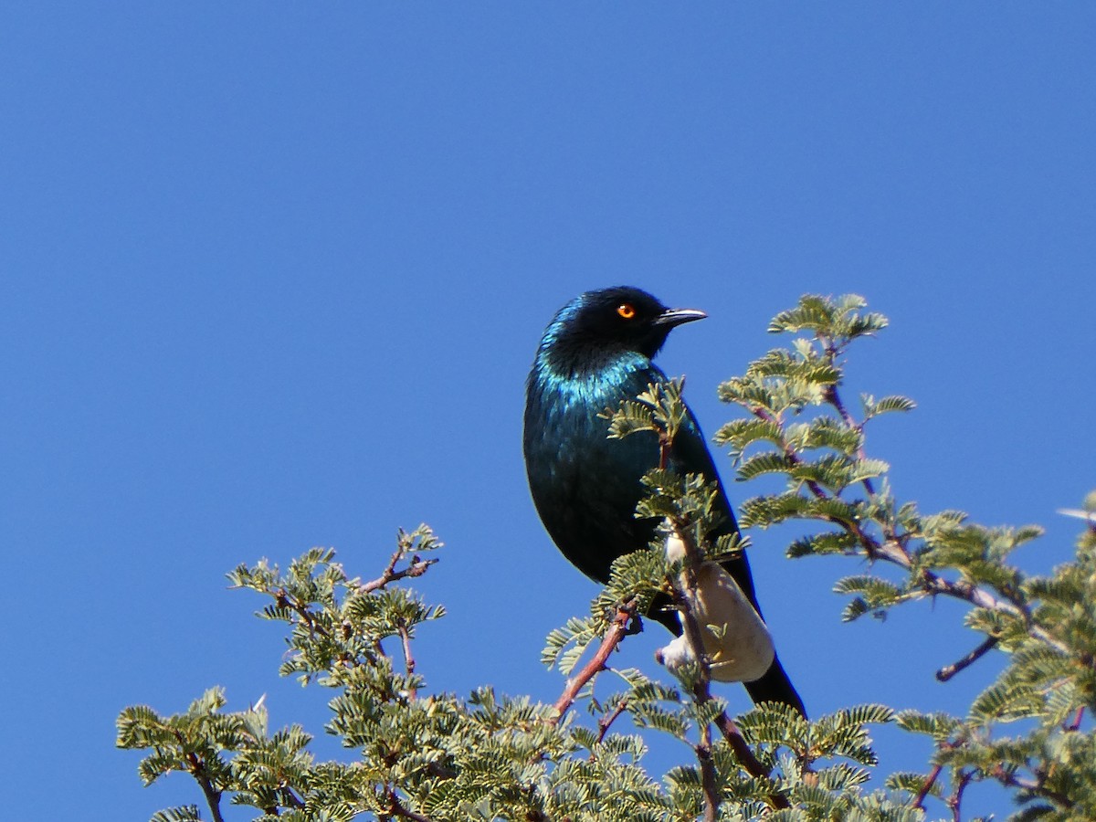 Cape Starling - ML643033995