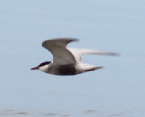 Whiskered Tern - ML643033996