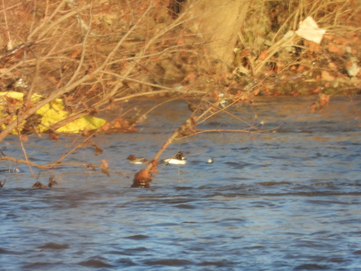 Common Goldeneye - ML643034004