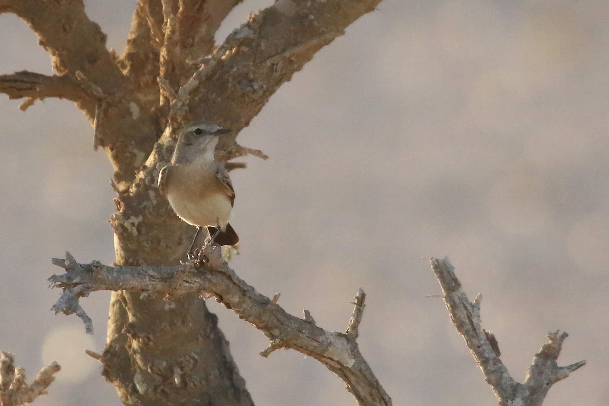Desert Wheatear - ML643034009