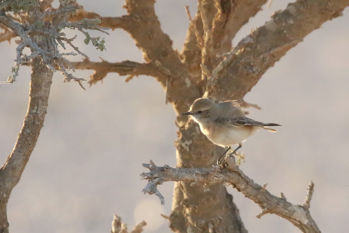 Desert Wheatear - ML643034010