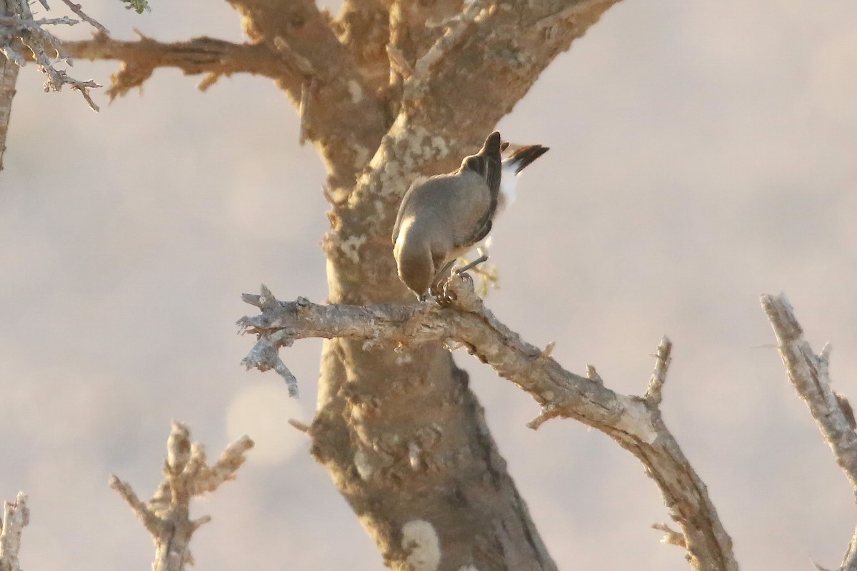 Desert Wheatear - ML643034011