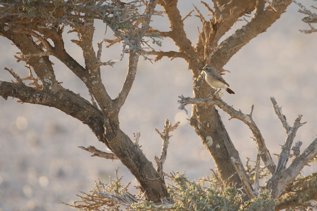 Desert Wheatear - ML643034012