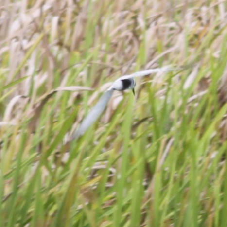 Whiskered Tern - ML643034019