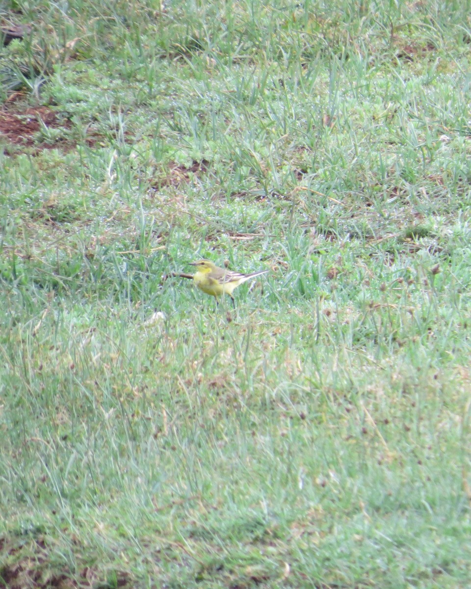 Western Yellow Wagtail - ML643034024