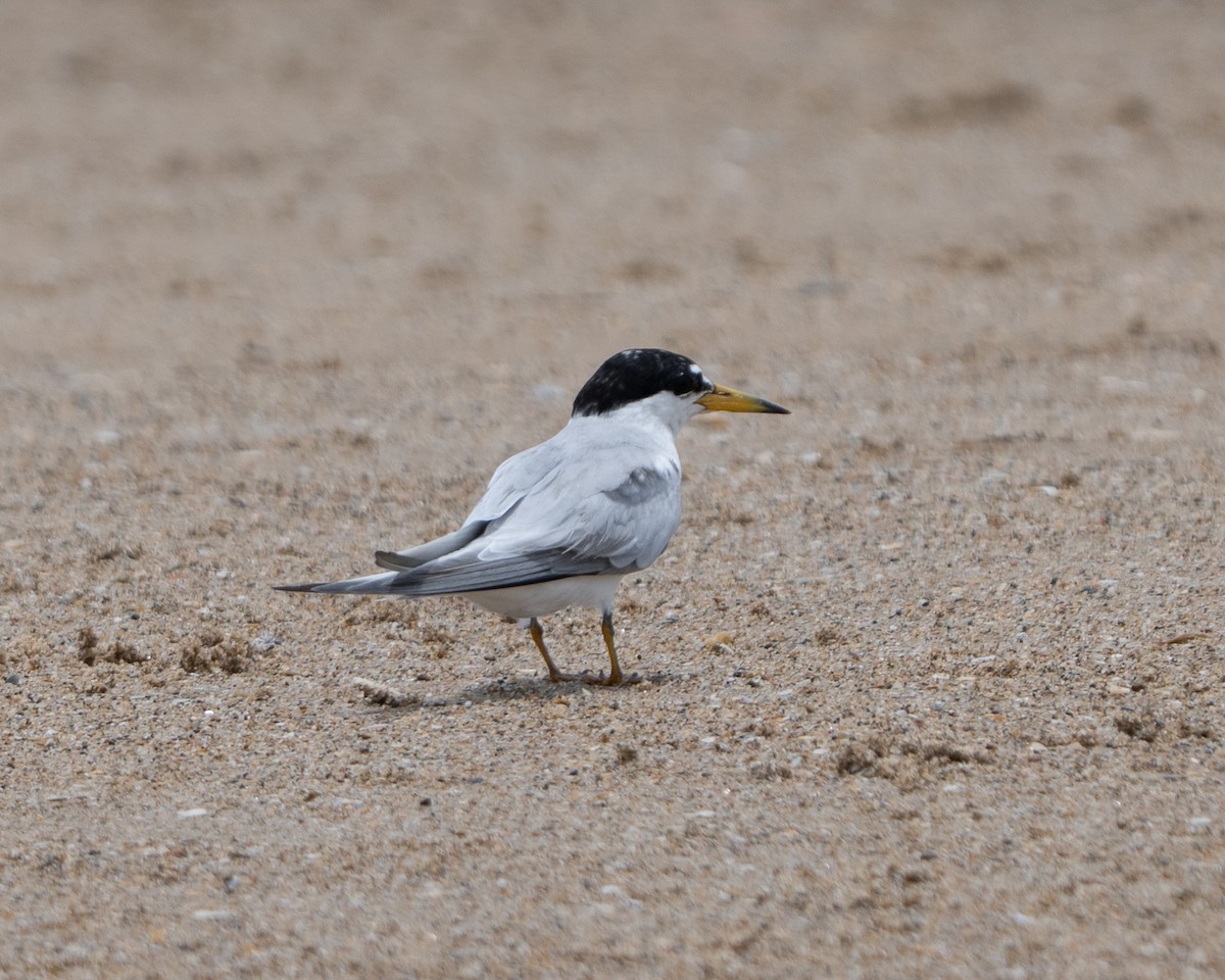 rybák nejmenší - ML643034028