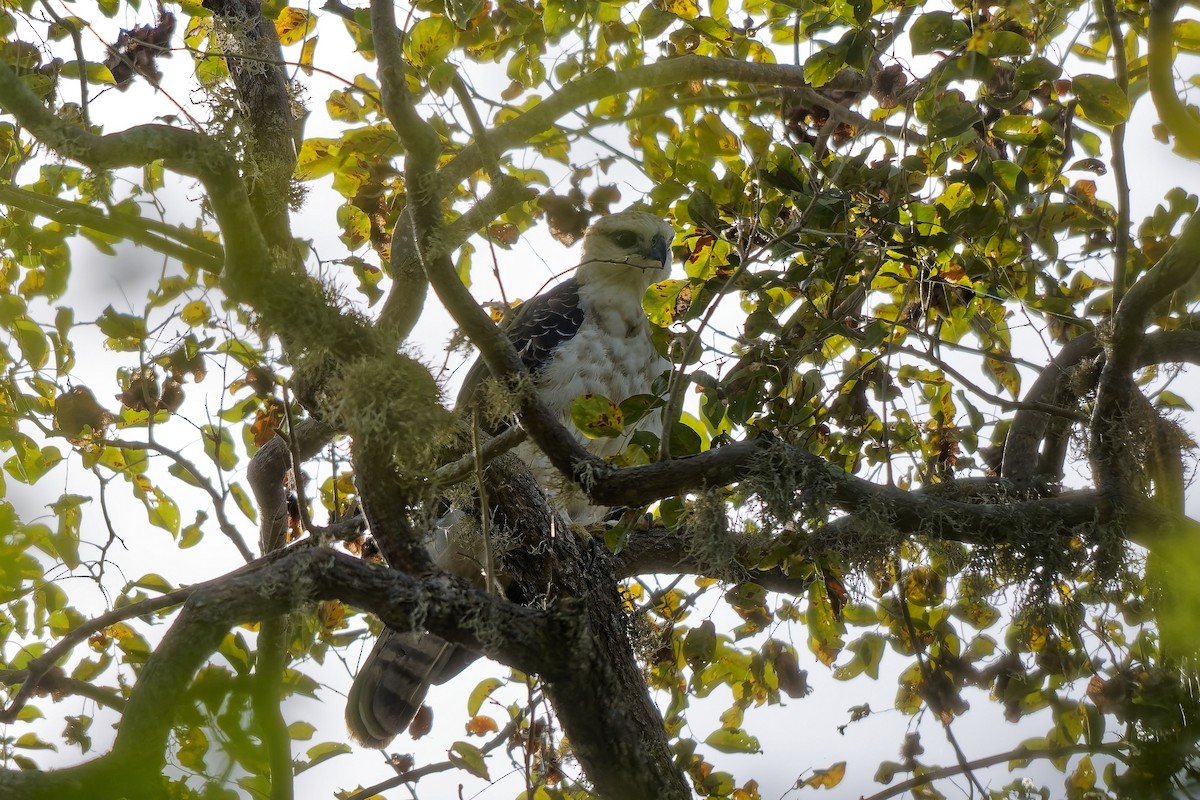 Flores Hawk-Eagle - ML643034032