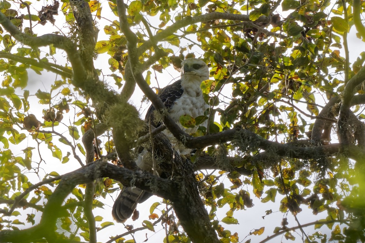 Flores Hawk-Eagle - ML643034033
