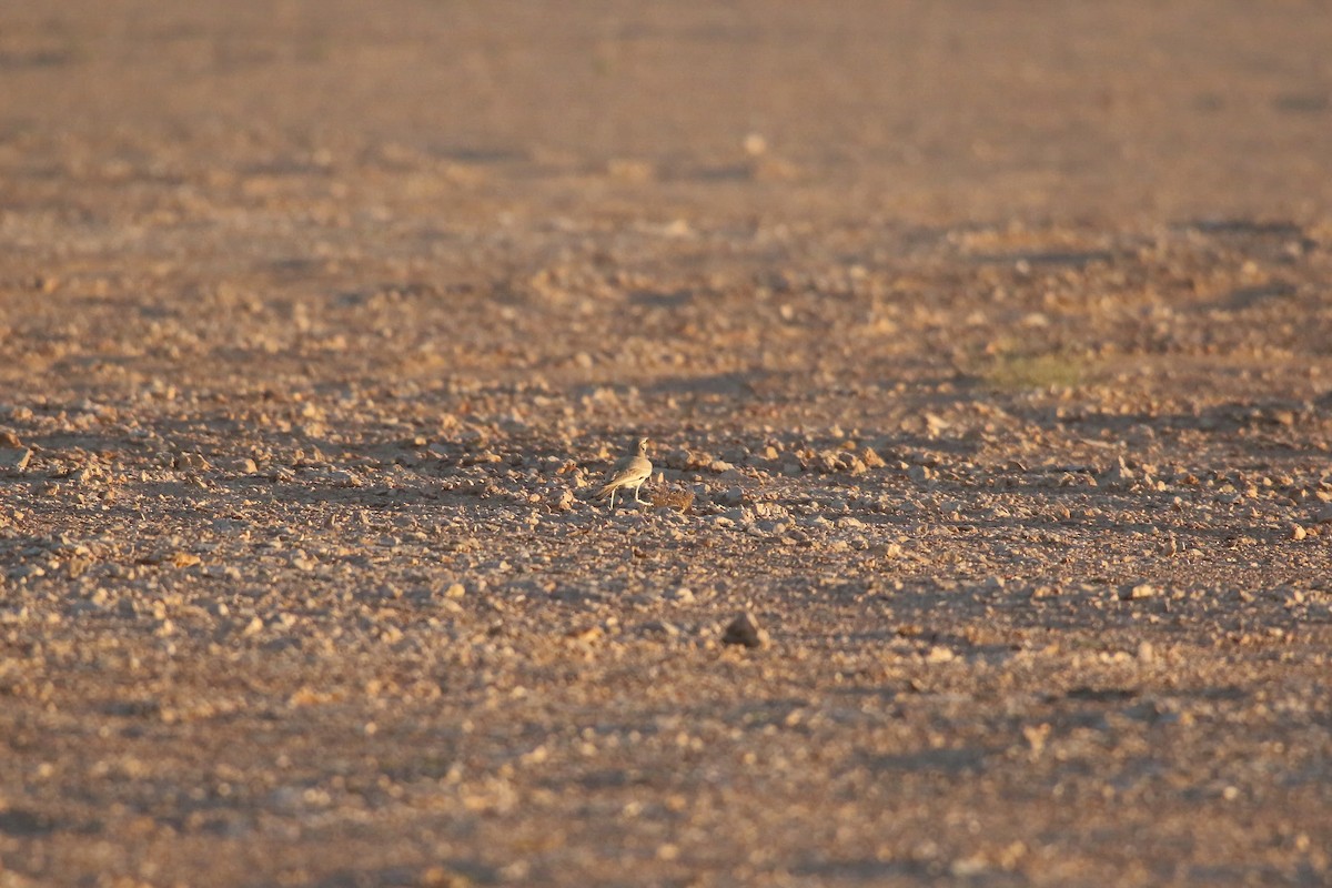 Greater Hoopoe-Lark - ML643034039