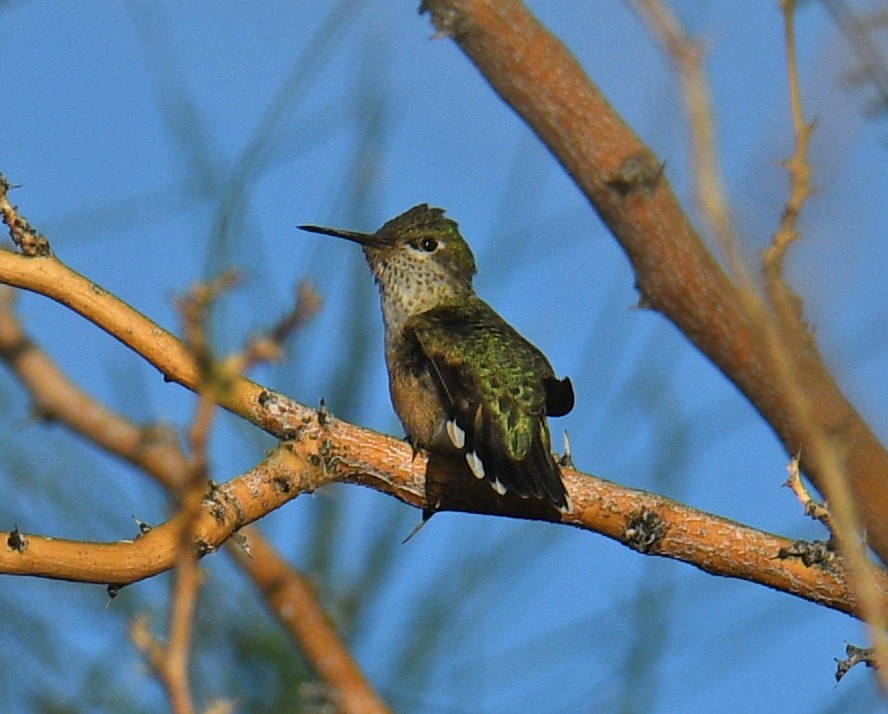 Каллиопа-звёздочка - ML643034040