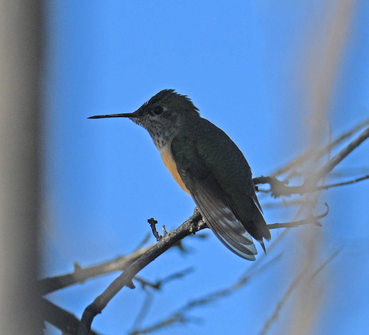 Каллиопа-звёздочка - ML643034042