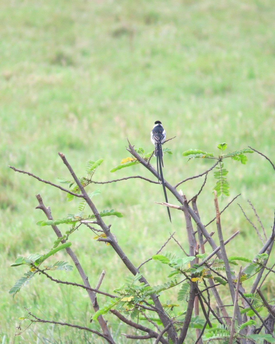 Pin-tailed Whydah - ML643034062
