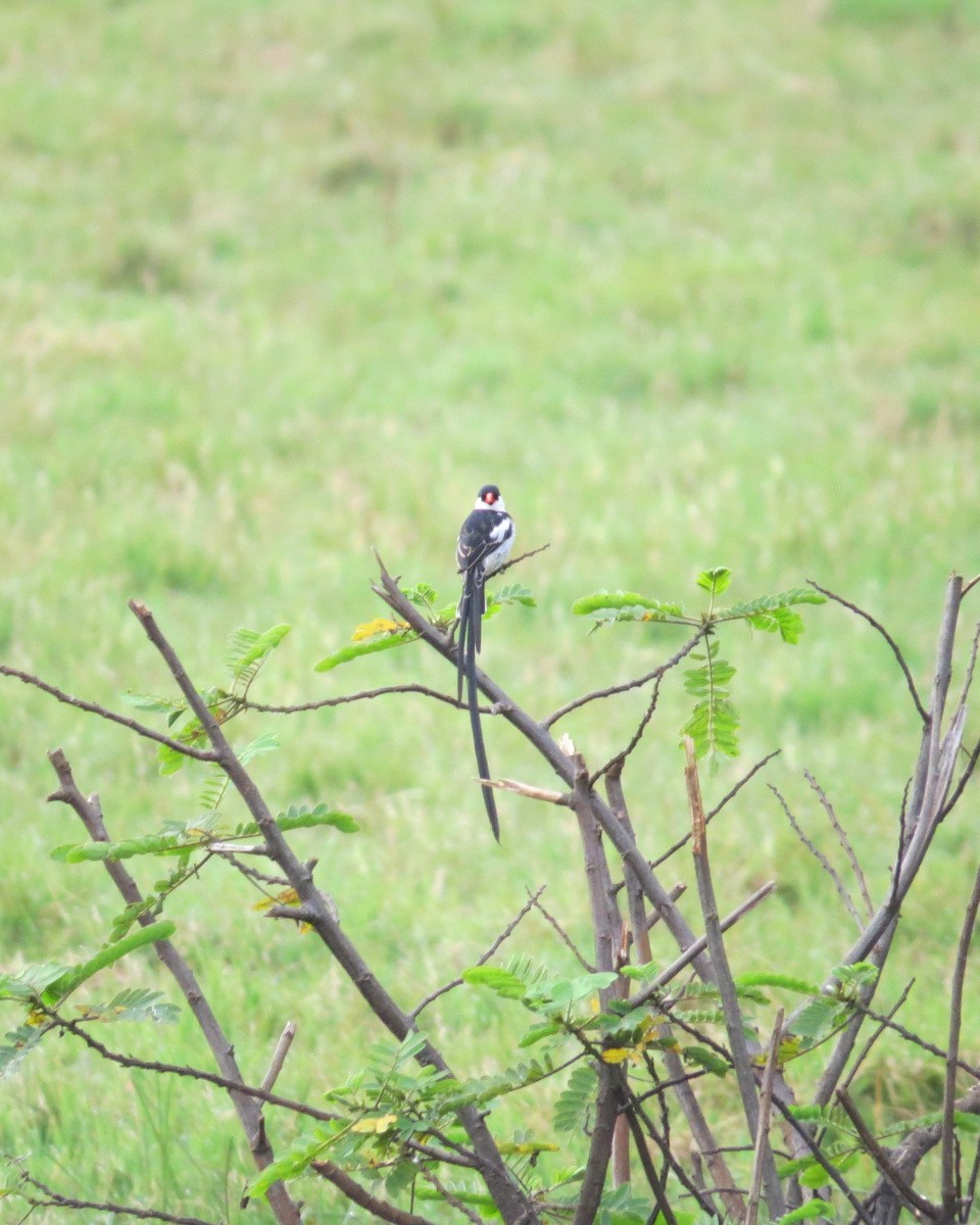Pin-tailed Whydah - ML643034070