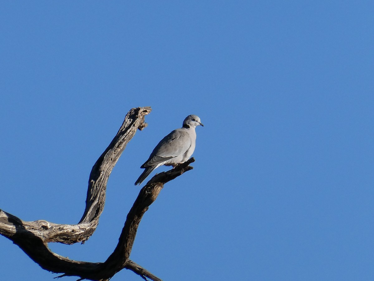 Ring-necked Dove - ML643034084