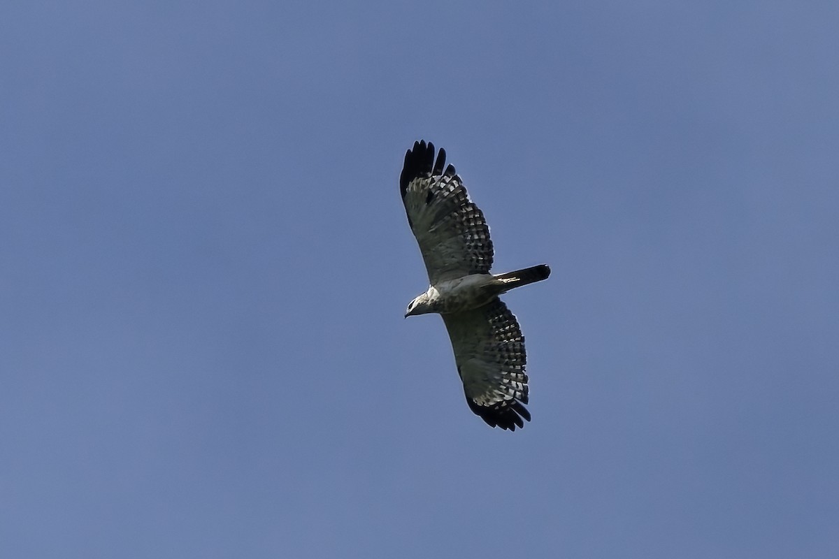 Flores Hawk-Eagle - ML643034093