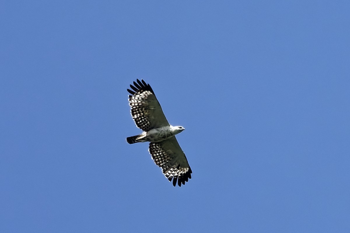 Flores Hawk-Eagle - ML643034094