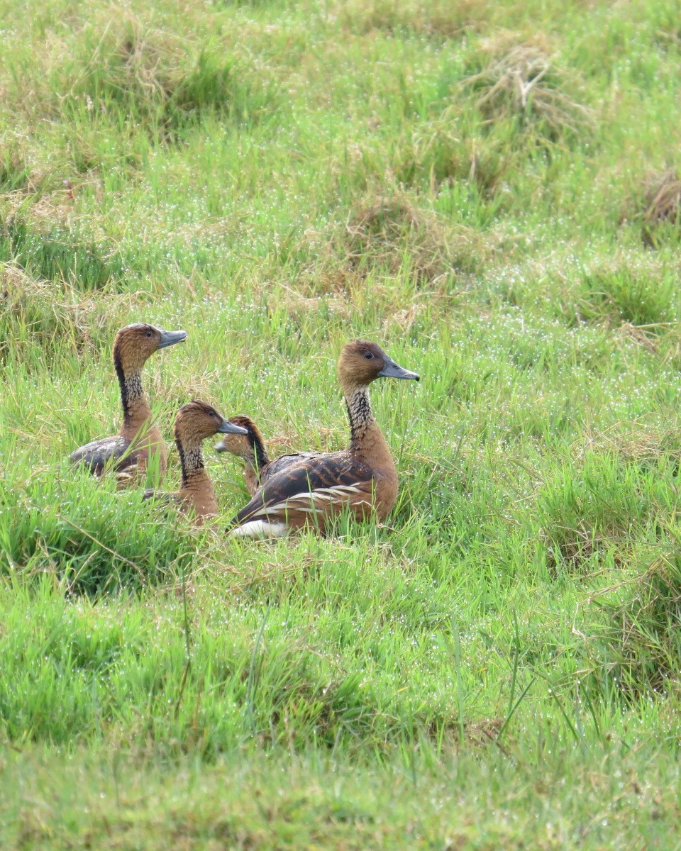 Dendrocygne fauve - ML643034101