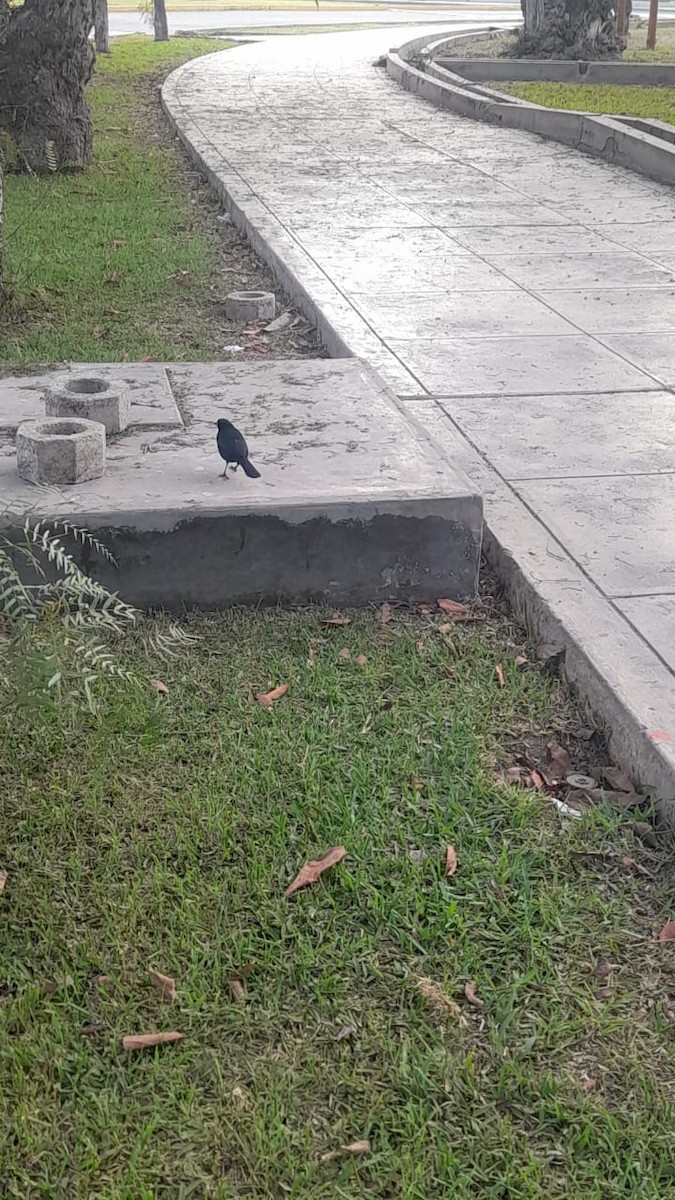 Scrub Blackbird - ML643034102