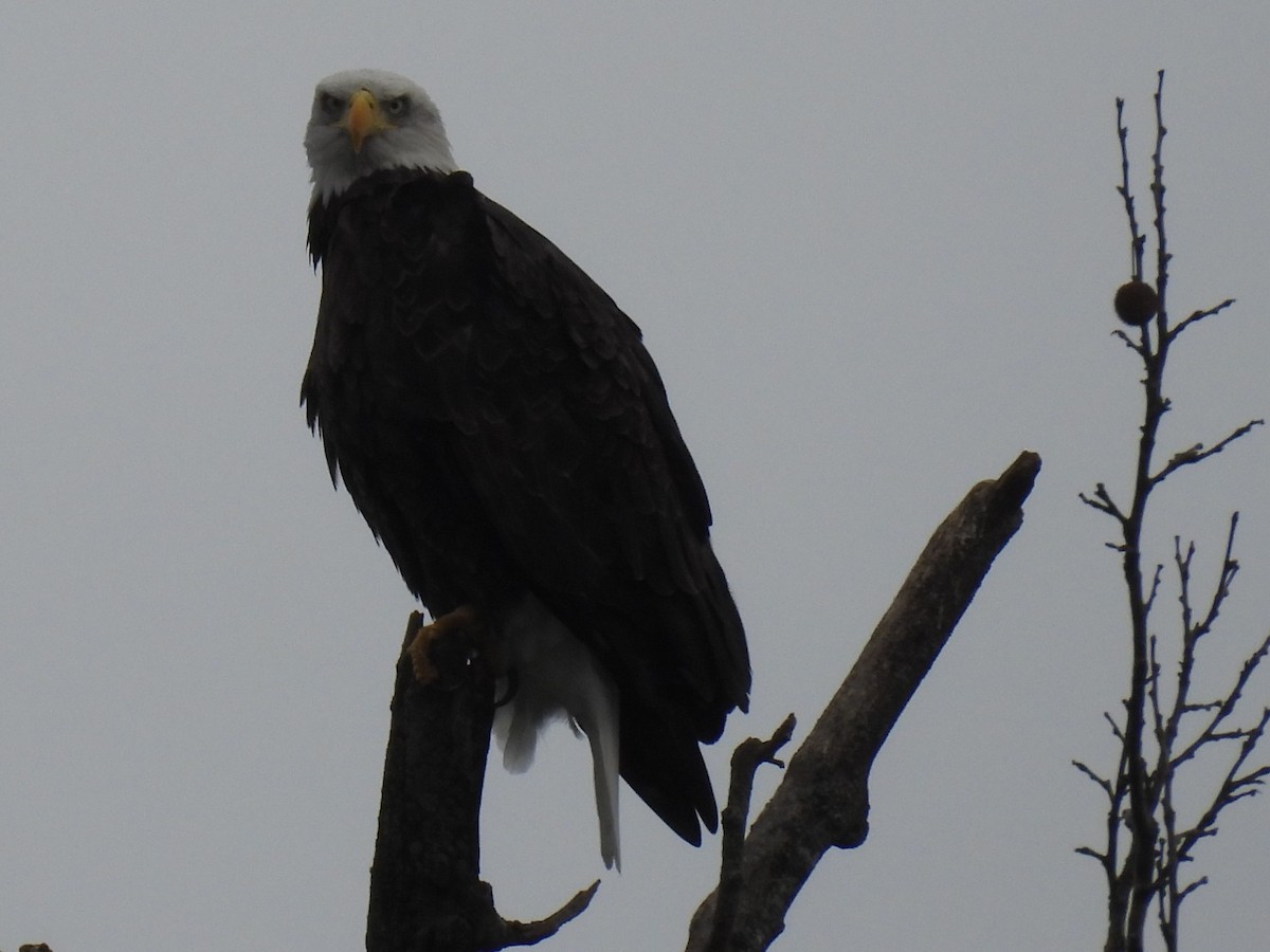 Bald Eagle - ML643034115