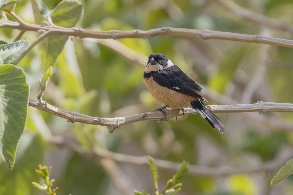 Cinnamon-rumped Seedeater - ML643034118