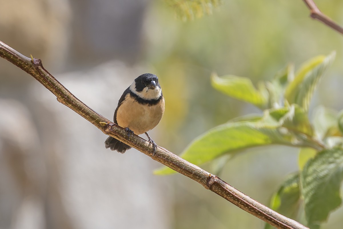 Cinnamon-rumped Seedeater - ML643034119