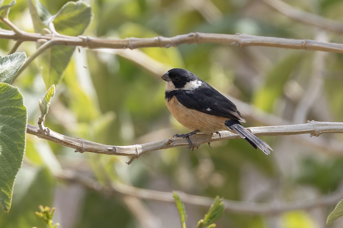 Cinnamon-rumped Seedeater - ML643034120