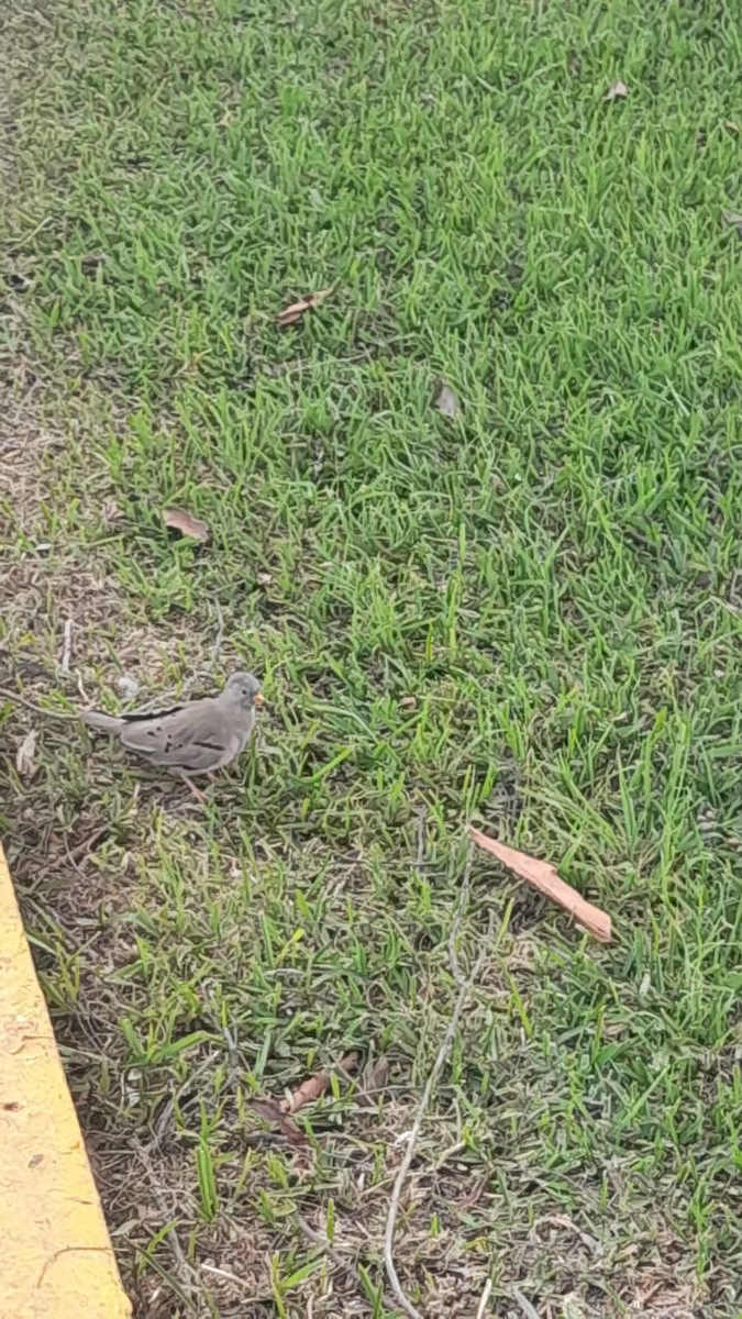 Croaking Ground Dove - ML643034121