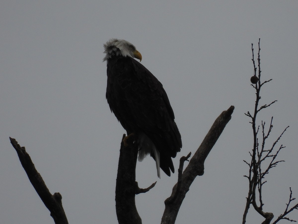 Bald Eagle - ML643034123