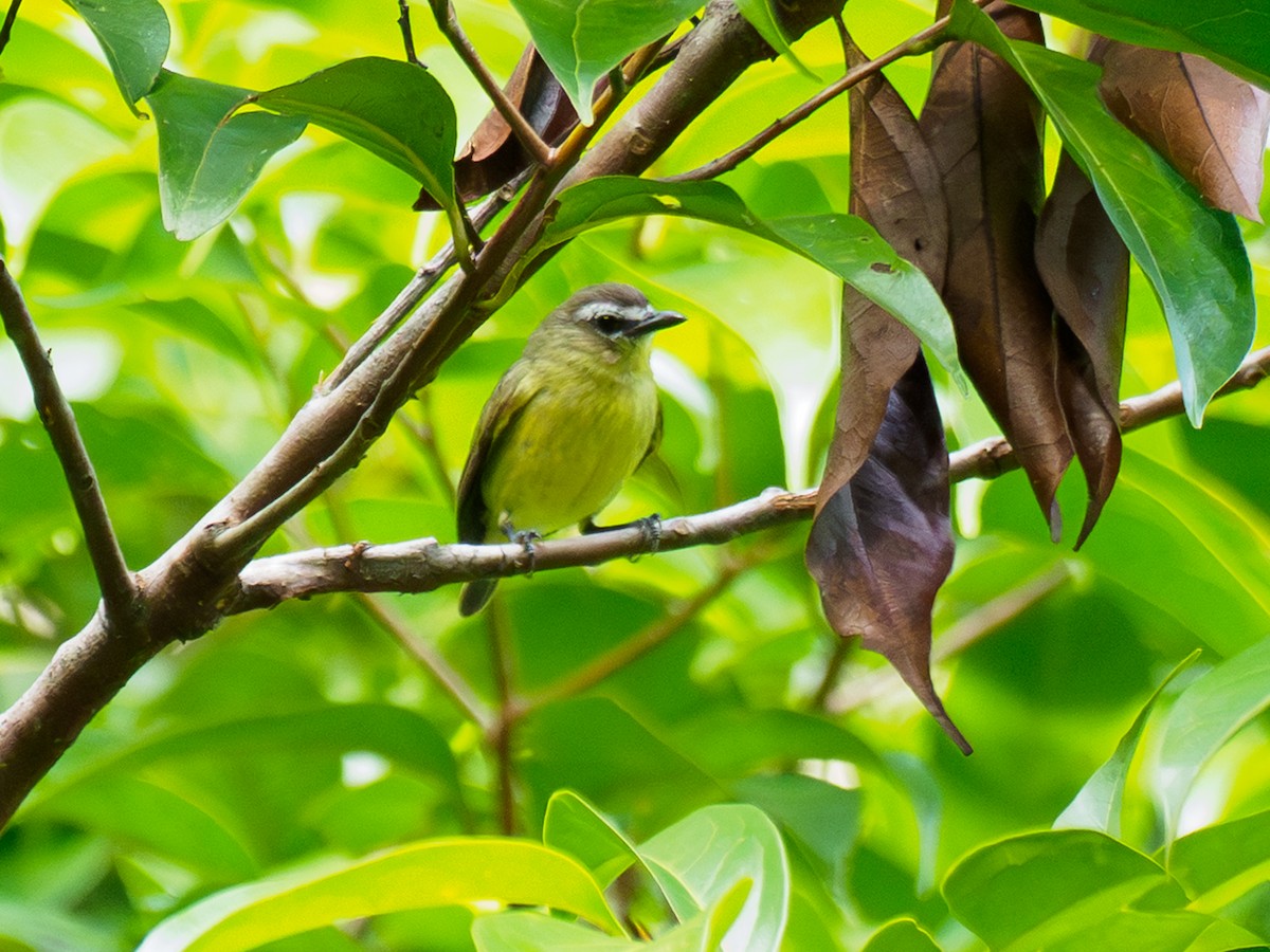 Brown-capped Tyrannulet - ML643034147