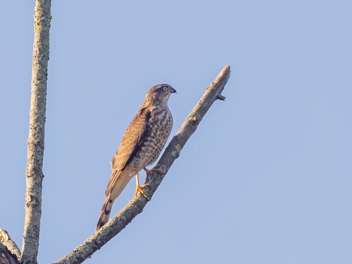 Sharp-shinned Hawk - ML643034151
