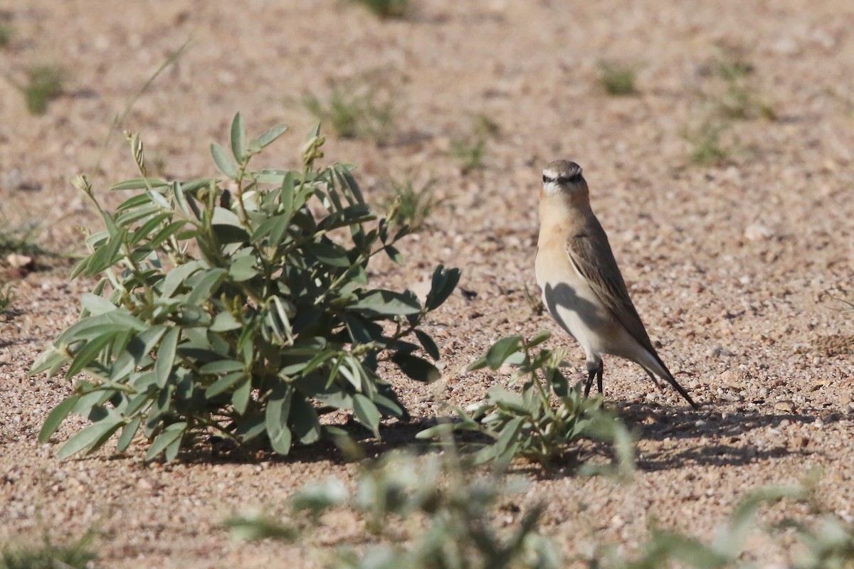 Isabelline Wheatear - ML643034154