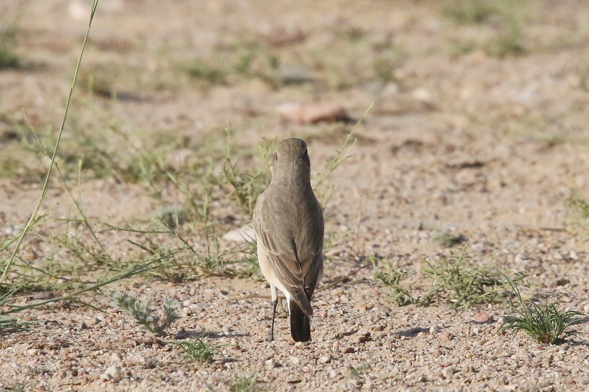 Isabelline Wheatear - ML643034155
