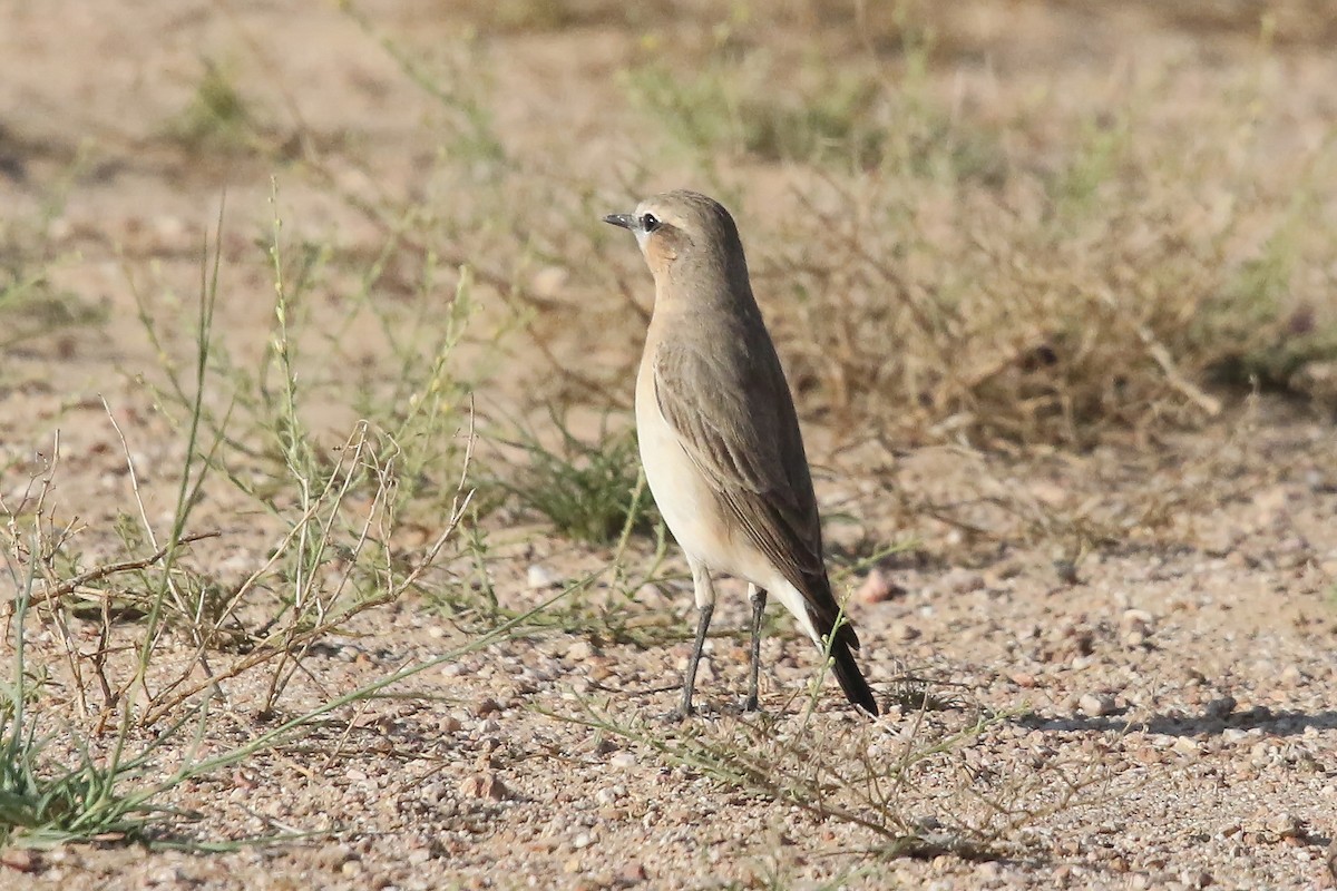 Isabelline Wheatear - ML643034156