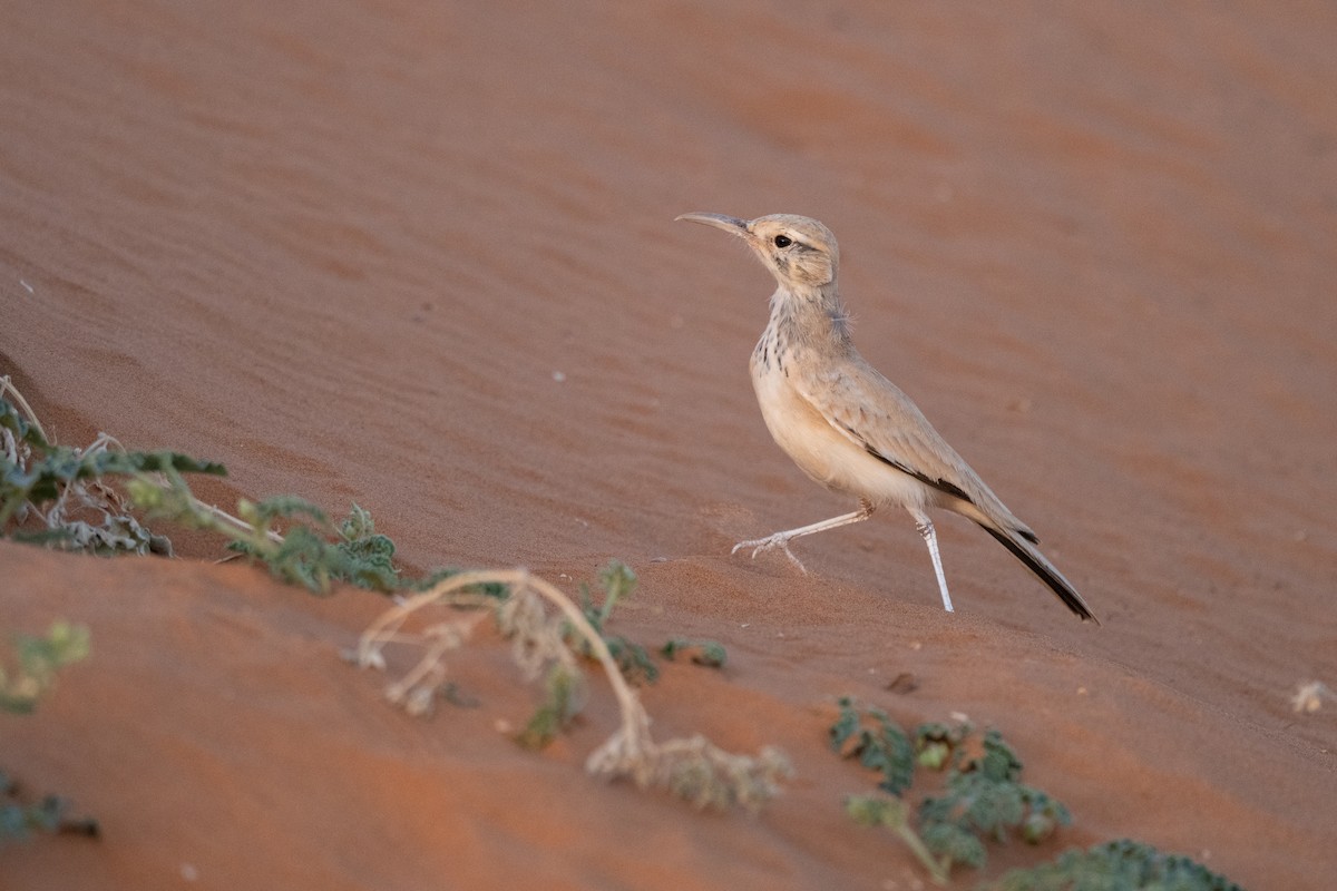 Greater Hoopoe-Lark - ML643034179