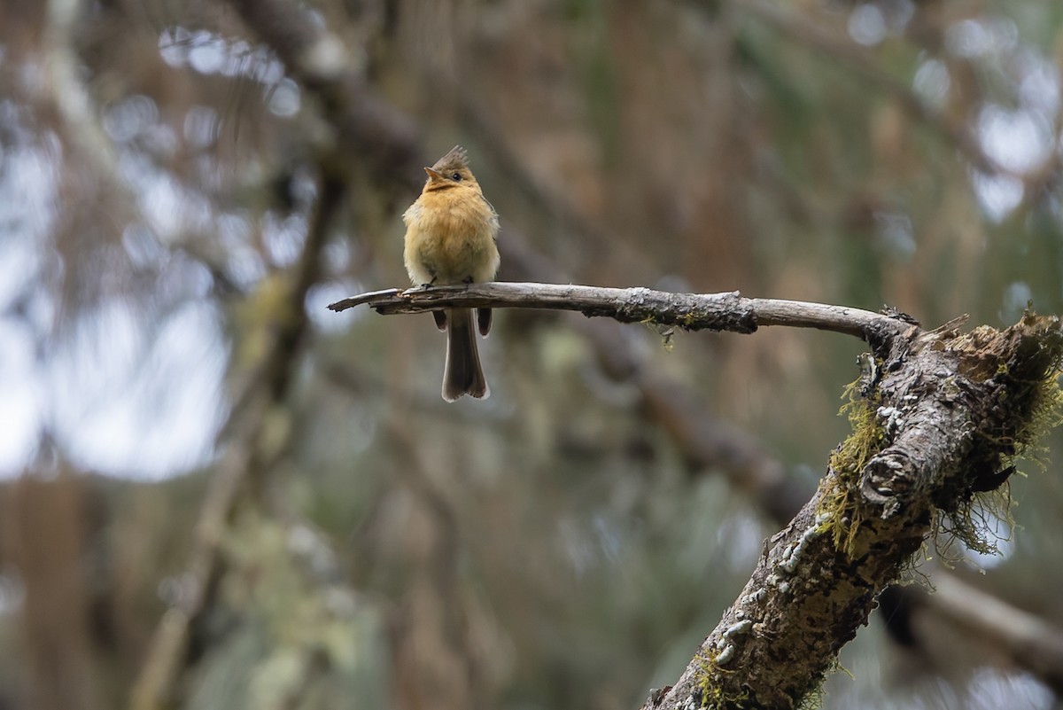 Tufted Flycatcher (Mexican) - ML643034187
