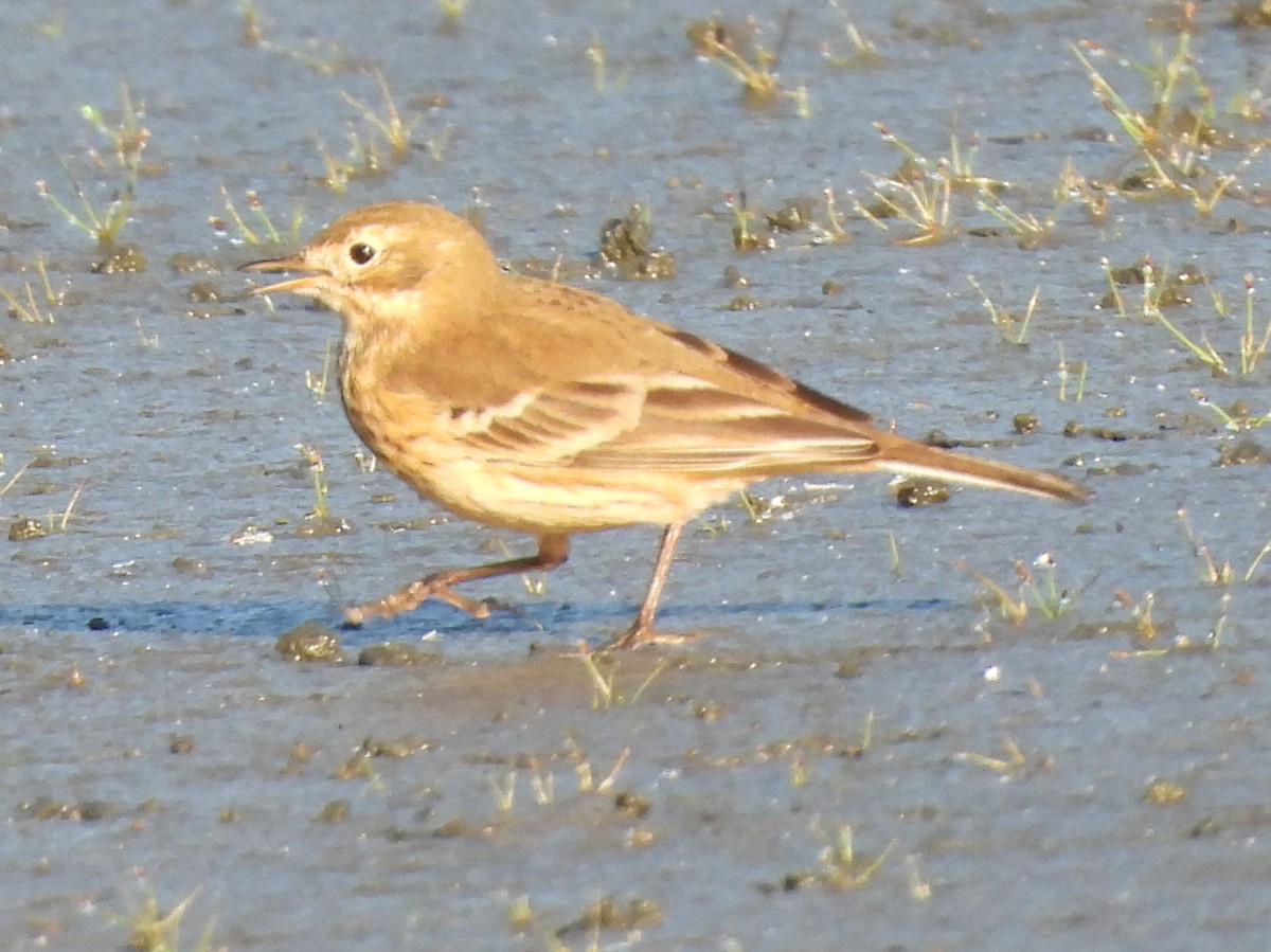 American Pipit - ML643034189