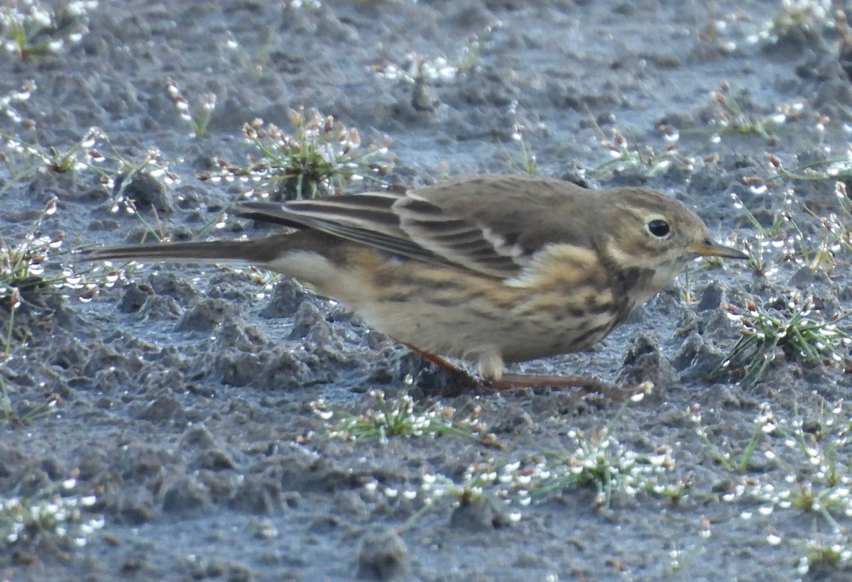 American Pipit - ML643034190