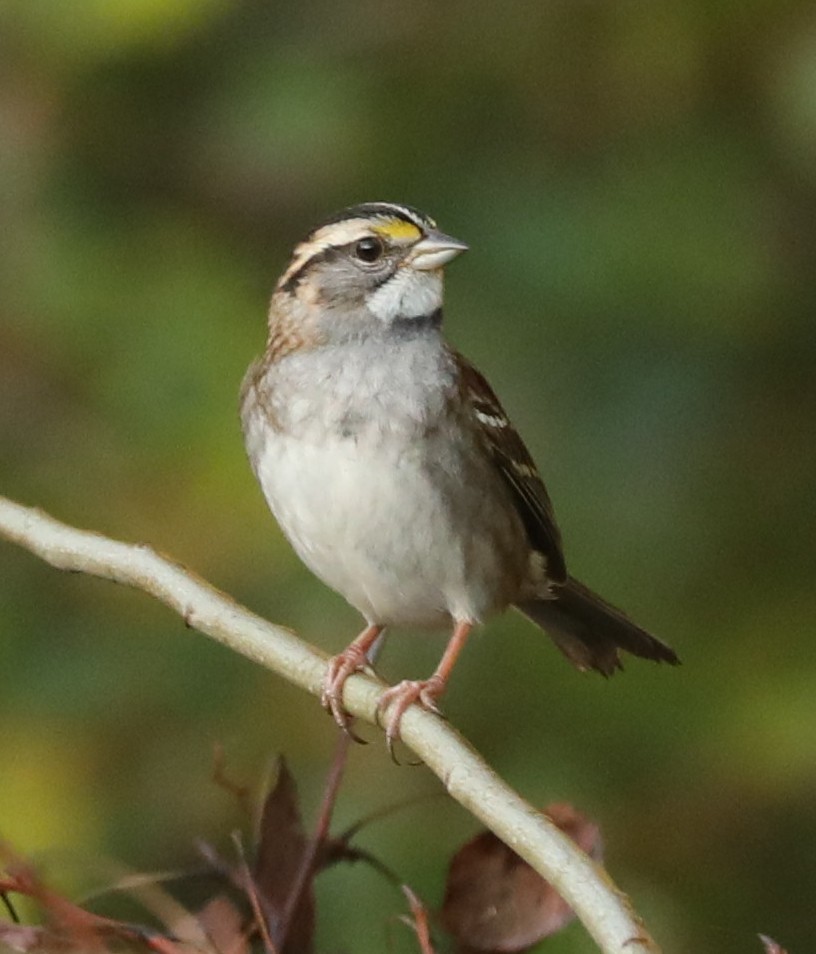 White-throated Sparrow - ML643034192
