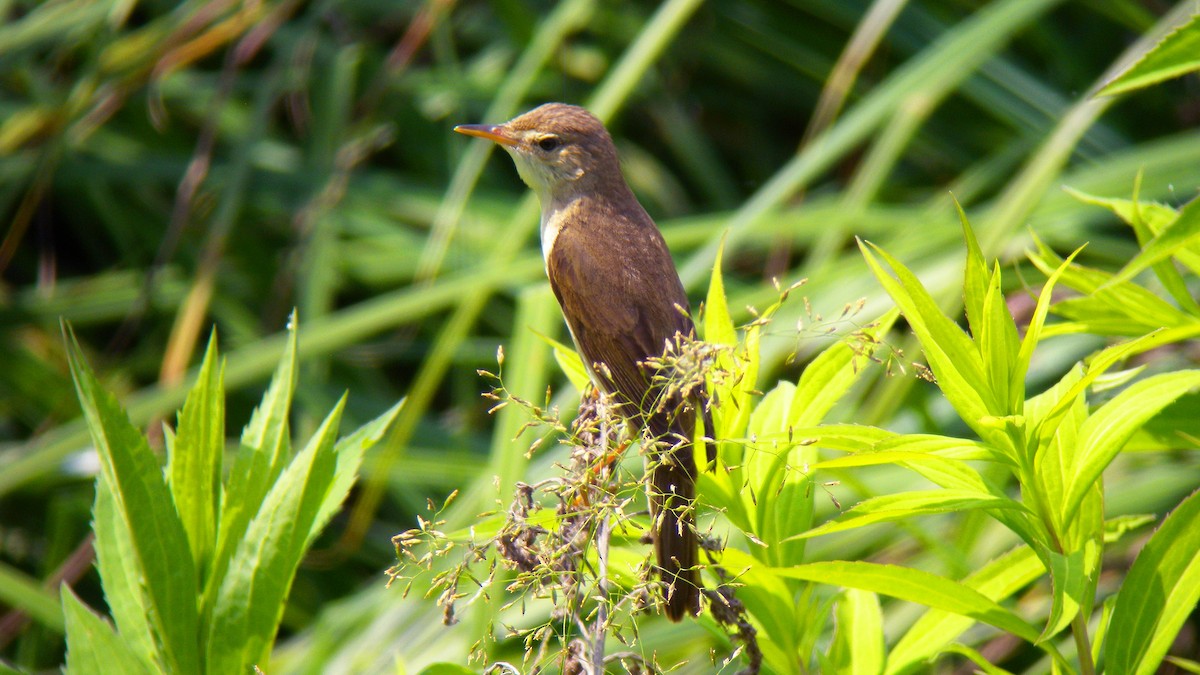 Marsh Warbler - ML643034194