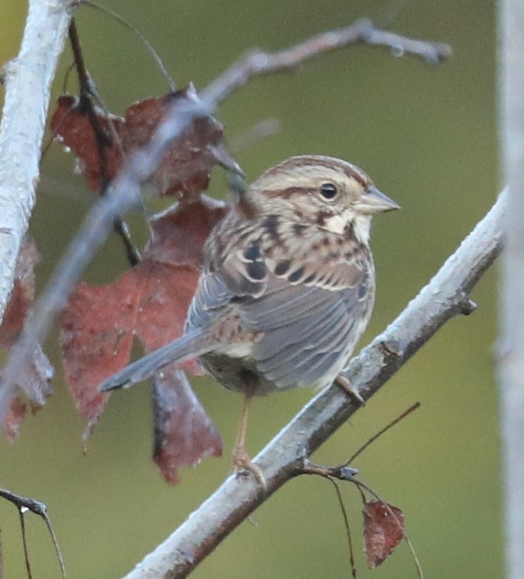 Song Sparrow - ML643034196