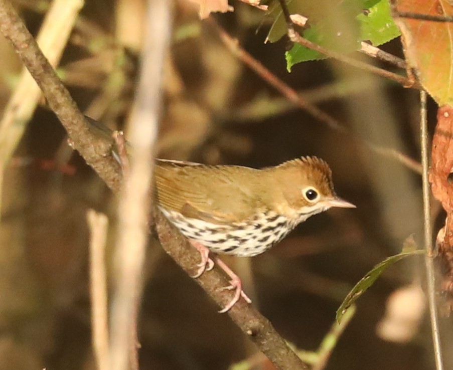 Ovenbird - ML643034227