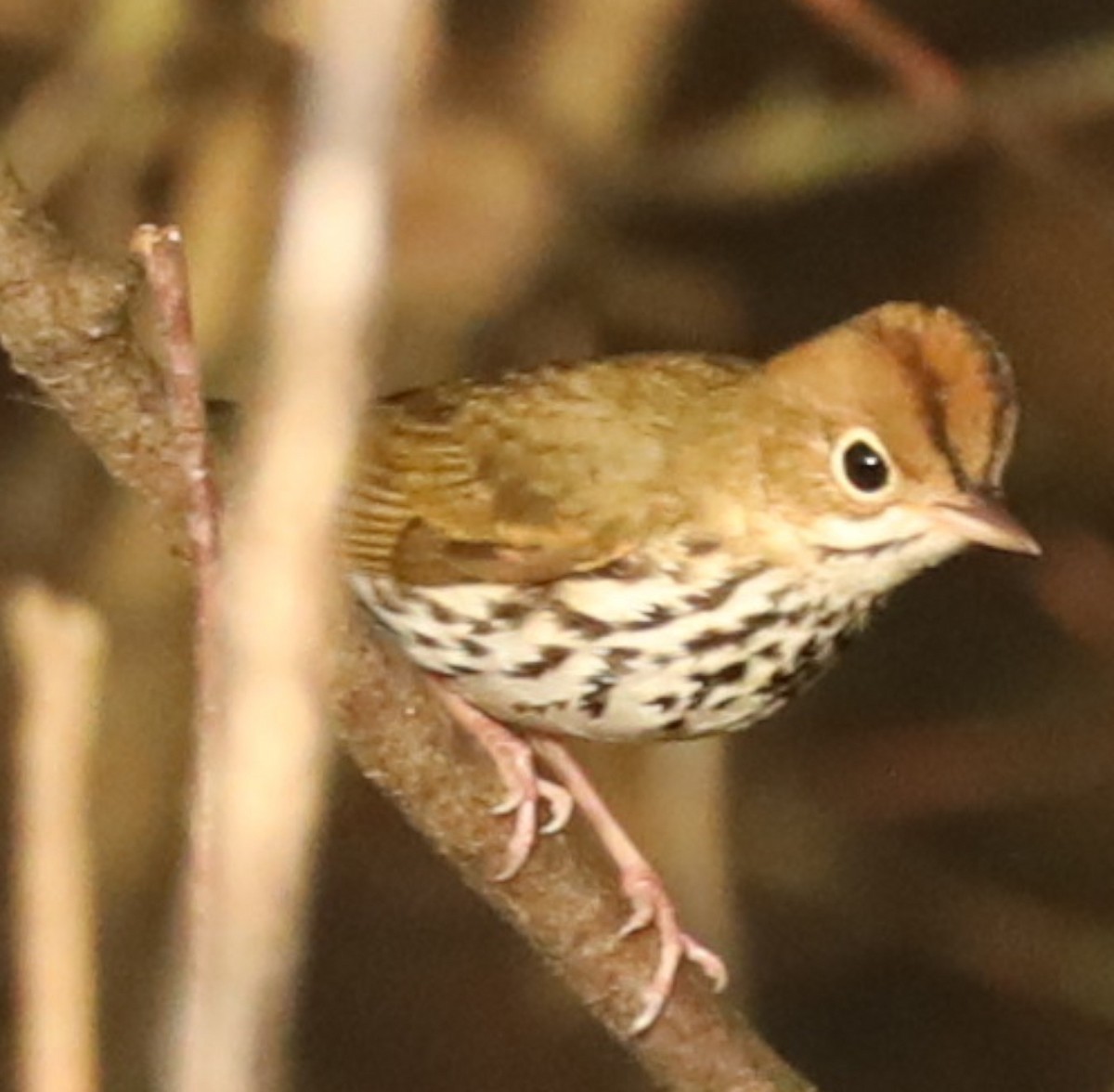 Ovenbird - ML643034228