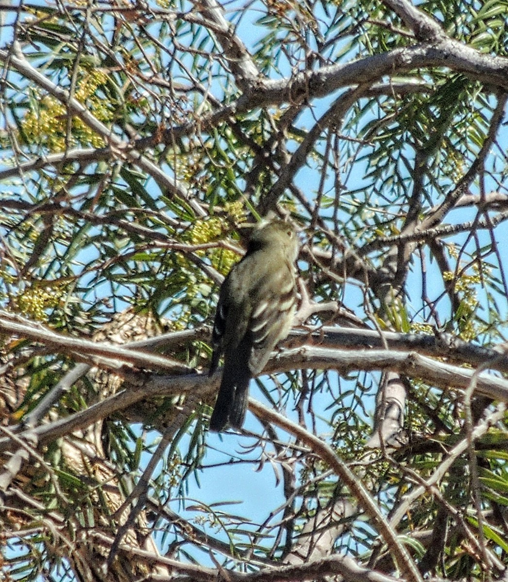 White-crested Elaenia - ML643034229